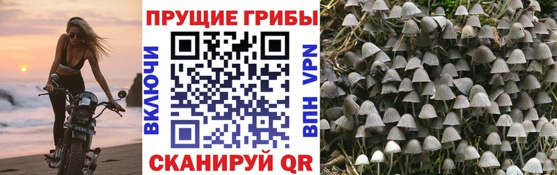Псилоцибиновые грибы мицелий  Нерехта 